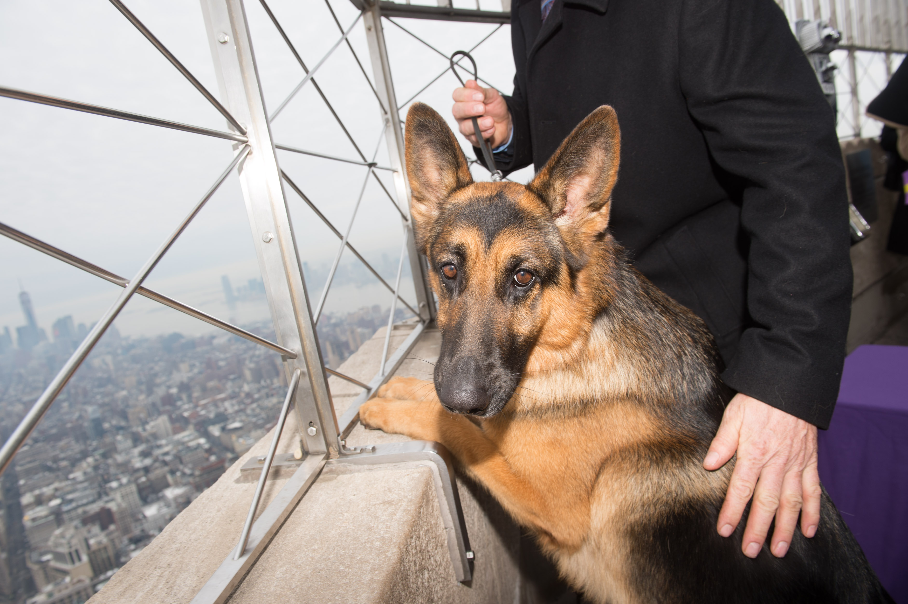 141st Westminster Best in Show Dog Empire State Building