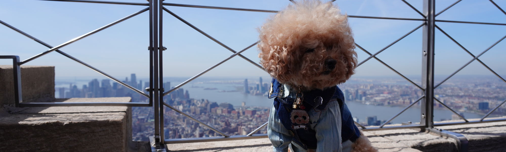 Pet Influencer Teddy At the Empire State Building