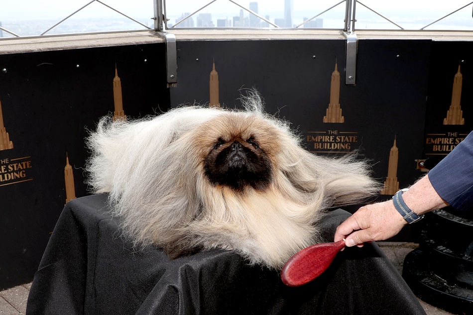 Wasabi the pekingese at ESB