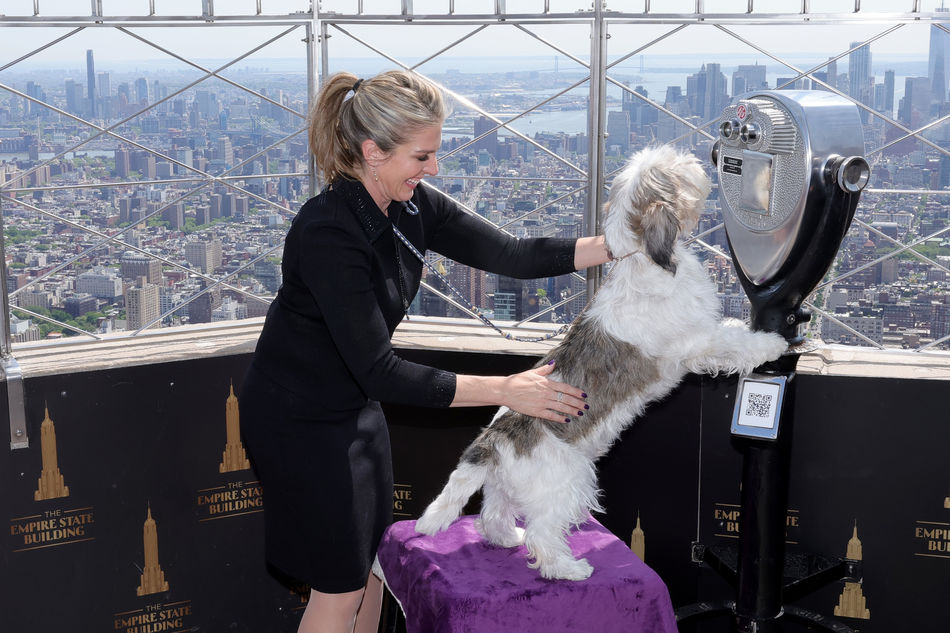 Buddy Holly the PBGV at ESB