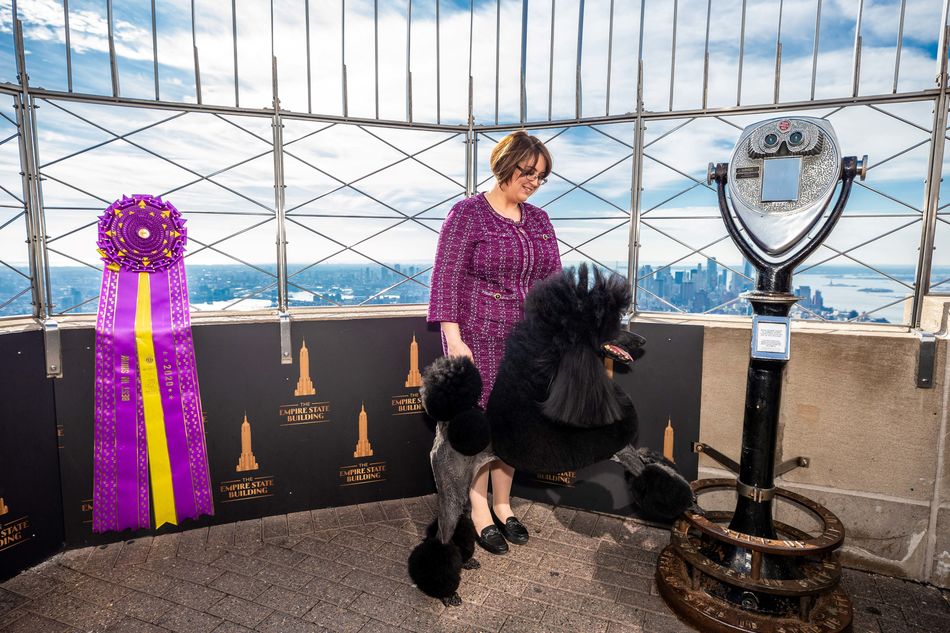 Siba the standard poodle at ESB