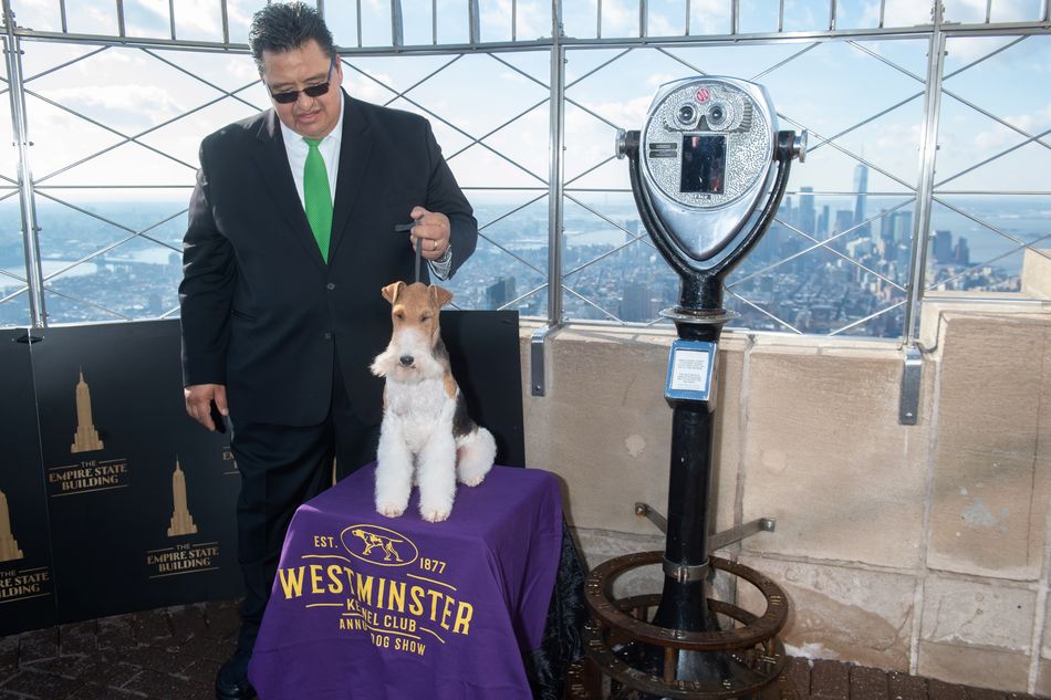 King the wire fox terrier at ESB