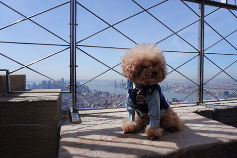 Cães de Nova York: os visitantes de quatro patas favoritos do ESB